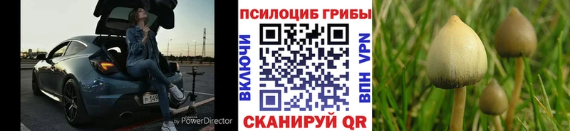 Псилоцибиновые грибы Magic Shrooms сколько стоит это какой сайт Камышлов